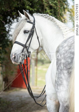 portrait of purebred PRE stallion in dressage bridle. Andalusia. Spain portrait of purebred PRE stallion in dressage bridle. Andalusia. Spain 132757493