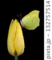 bright yellow butterfly on yellow tulip in dew drops isolated on black 132757514