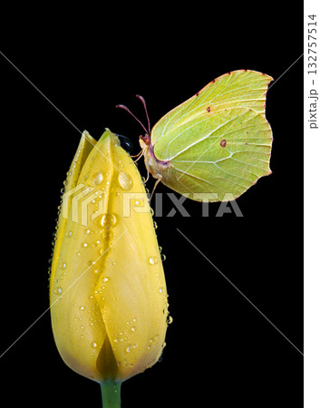 bright yellow butterfly on yellow tulip in dew drops isolated on black bright yellow butterfly on yellow tulip in dew drops isolated on black 132757514