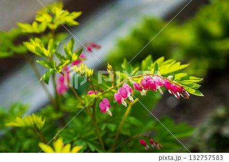 Close-up of bleeding heart plant with curved stem and pink heart-shaped flowers blooming in spring garden. Bleeding heart symbolizing love, emotion, delicate nature 132757583