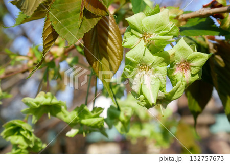 満開に咲き誇る御衣黄桜 ~3:2バージョン 満開に咲き誇る御衣黄桜 ~3:2バージョン 132757673