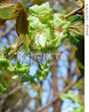 満開に咲き誇る御衣黄桜　 132757674