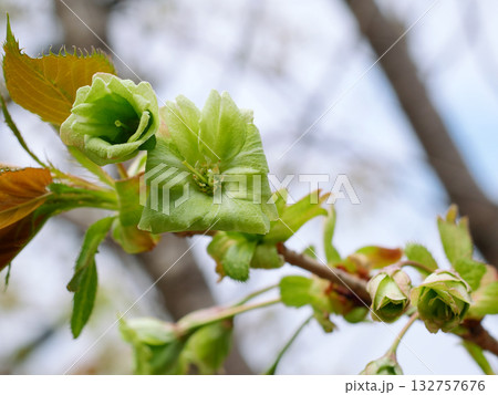 開花した御衣黄桜　 132757676