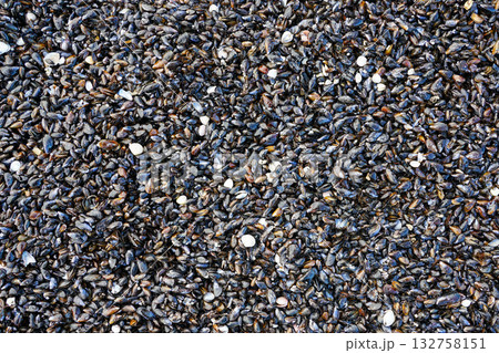 Natural texture of Baltic Sea mussels and seashells washed ashore forming a marine beach pattern Natural texture of Baltic Sea mussels and seashells washed ashore forming a marine beach pattern 132758151