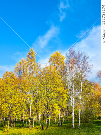 Golden autumn landscape in Latvia with colorful trees, fallen leaves and soft sunlight in the park 132758174