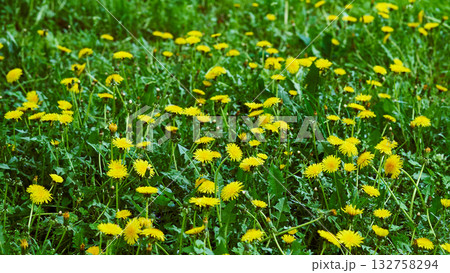 Spring meadow.Family of yellow dandelions on a green meadow 132758294