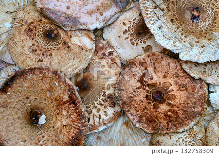 Organic food. Edible, delicious mushrooms for cooking Organic food. Edible, delicious mushrooms for cooking 132758309