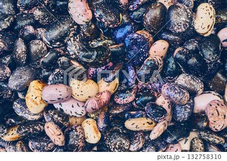 Bob haricot.Fresh useful black and pink speckled beans,ready to cook Bob haricot.Fresh useful black and pink speckled beans,ready to cook 132758310