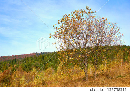 A calm, peaceful mood for dreaming.Autumn silence A calm, peaceful mood for dreaming.Autumn silence 132758311