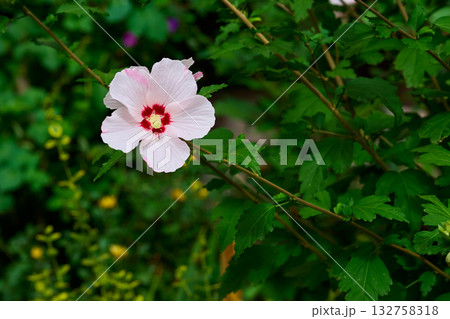 A lonely pink delicate mallow flower among the garden greenery A lonely pink delicate mallow flower among the garden greenery 132758318