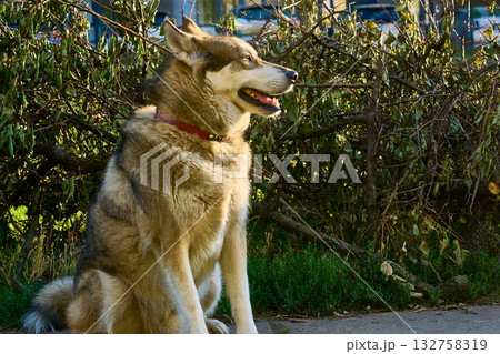 A loyal Siberian Laika Husky dog faithfully awaits its 132758319