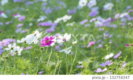 くりはま花の国のコスモス くりはま花の国のコスモス 132758347