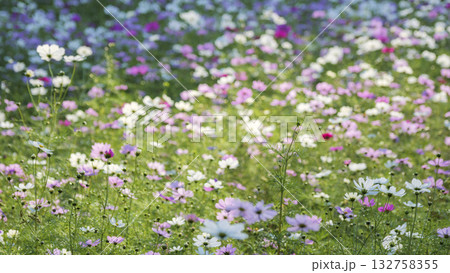 くりはま花の国のコスモス 132758355