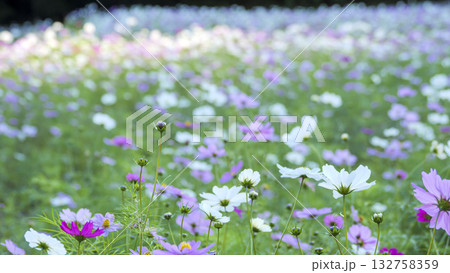 くりはま花の国のコスモス くりはま花の国のコスモス 132758359