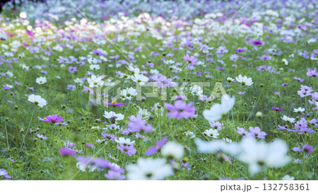 くりはま花の国のコスモス 132758361