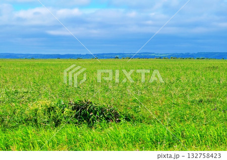 サロベツ原生花園の風景 132758423