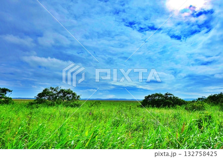 サロベツ原生花園の風景 132758425