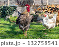rooster and hen in the garden 132758541