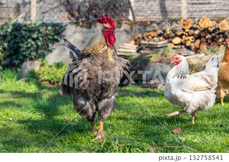 rooster and hen in the garden rooster and hen in the garden 132758541