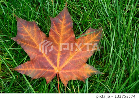 Autumn goodness. A lone crimson maple leaf on green grass Autumn goodness. A lone crimson maple leaf on green grass 132758574