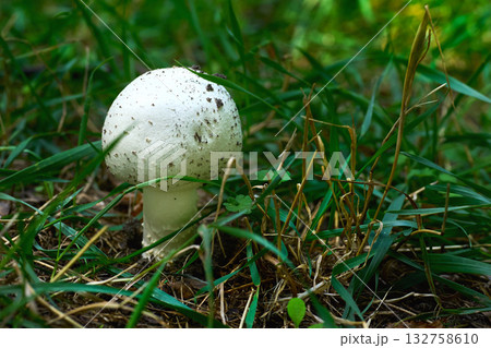 White field champignon, Agaricus arvensis among the grass 132758610