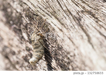 フユシャクの一種(メス・成虫) フユシャクの一種(メス・成虫) 132758633
