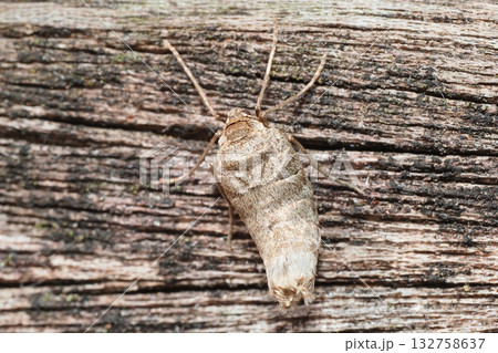 フユシャクの一種（メス・成虫） 132758637