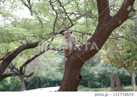 スリランカ　世界遺産ポロンナルワの猿 132758659
