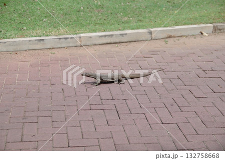 スリランカ　世界遺産ポロンナルワのトカゲ 132758668