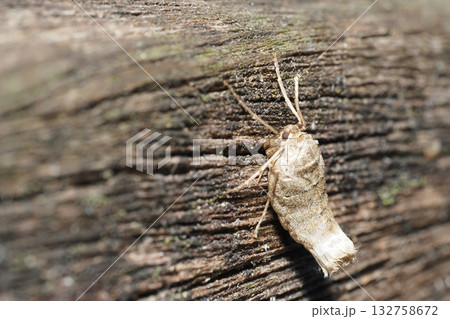 フユシャクの一種（メス・成虫） 132758672