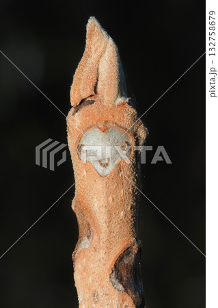 オニグルミの葉痕と冬芽 オニグルミの葉痕と冬芽 132758679