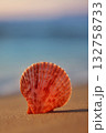 A detailed close-up of a vibrant orange scallop shell resting on a sandy beach with soft blue and pink hues of the ocean and sky in the background. Concept of oceanic treasures and peaceful shorelines 132758733