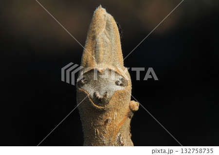 オニグルミの葉痕と冬芽 132758735