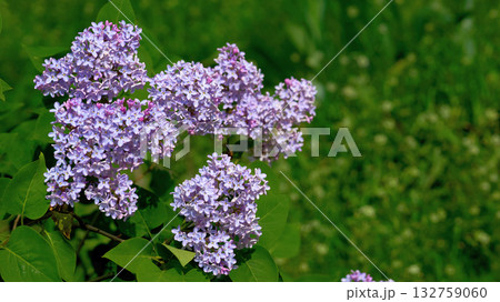 Spring garden.Branches of purple pink lilac 132759060