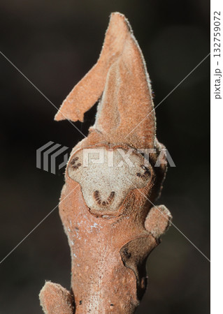 オニグルミの葉痕と冬芽 132759072