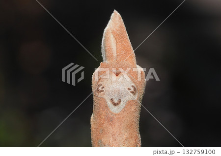 オニグルミの葉痕と冬芽 132759100