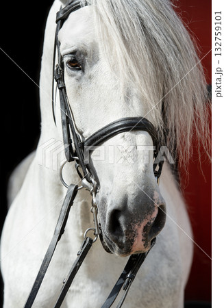 conceptual close up portrait of beautiful grey purebred PRE stallion in dressage bridle. Andalusia. Spain 132759101