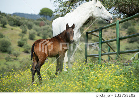 purebred  spanish foal walking with her mother in garden. Andalusia. Spain 132759102