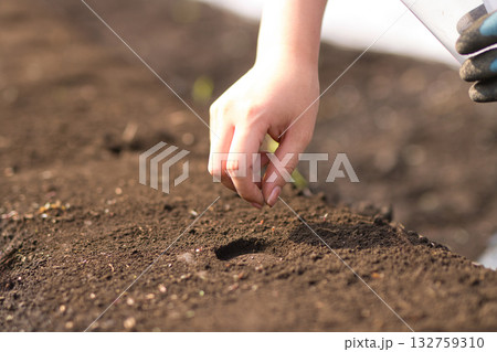 畑に野菜の種を蒔く若い女性 132759310