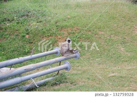 スリランカ 世界遺産 聖地アヌラーダプラのハヌマンラングール スリランカ 世界遺産 聖地アヌラーダプラのハヌマンラングール 132759328