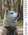 A cream-colored husky with striking blue eyes looks intently upwards, captured in a close-up profile against a soft, blurred forest background. Concept of canine beauty and natural curiosity. 132759859