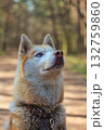 A striking Siberian husky with piercing blue eyes is captured in a close-up portrait, looking upwards into a soft, blurred forest setting. Concept of wild beauty and gentle gaze. 132759860