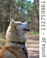 A Siberian husky with striking blue eyes and a fluffy coat looks upwards with its mouth slightly open, set against a blurred forest background. Concept of the wild spirit and loyal gaze. 132759861