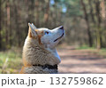 A stunning portrait of a husky with vibrant blue eyes and a fluffy coat, looking upwards in a forest setting with blurred bokeh lights. Concept of natural beauty and loyal companionship. 132759862