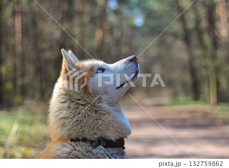 A stunning portrait of a husky with vibrant blue eyes and a fluffy coat, looking upwards in a forest setting with blurred bokeh lights. Concept of natural beauty and loyal companionship. A stunning portrait of a husky with vibrant blue eyes and a fluffy coat, looking upwards in a forest setting with blurred bokeh lights. Concept of natural beauty and loyal companionship. 132759862