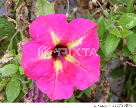 Closeup of light pink petunia flower, celebrity petunia, mirage petunia, Surfinia pink petunia 132759870