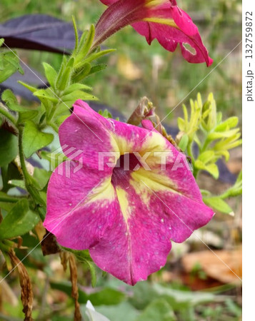 Large field of pink surfinias in the garden in October 132759872