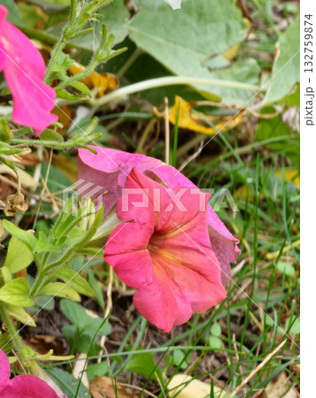 A flower bed with pink surfinias. A close-up of a colorful pink petunia flower A flower bed with pink surfinias. A close-up of a colorful pink petunia flower 132759874