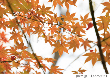 紅葉 紅葉 132759931