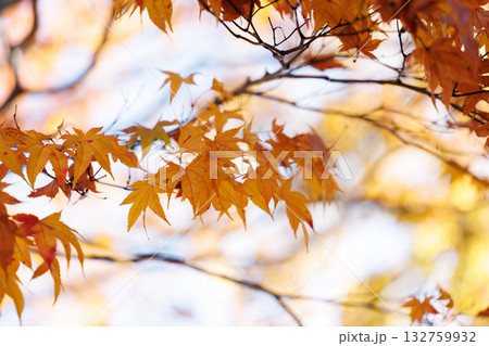 紅葉 紅葉 132759932